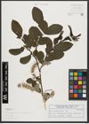 Foto von Salix appendiculata Vill.